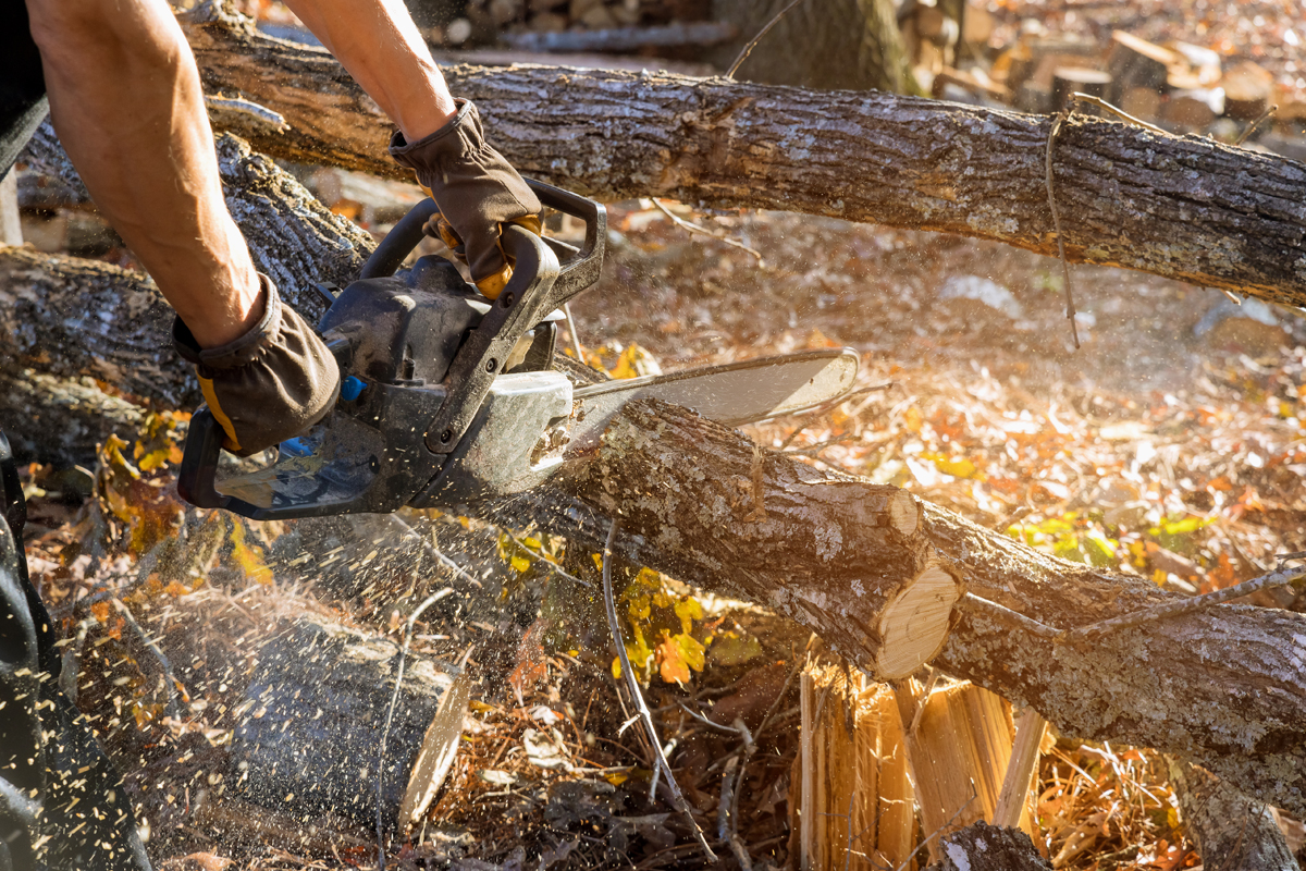 Palm Tree Removal Cost