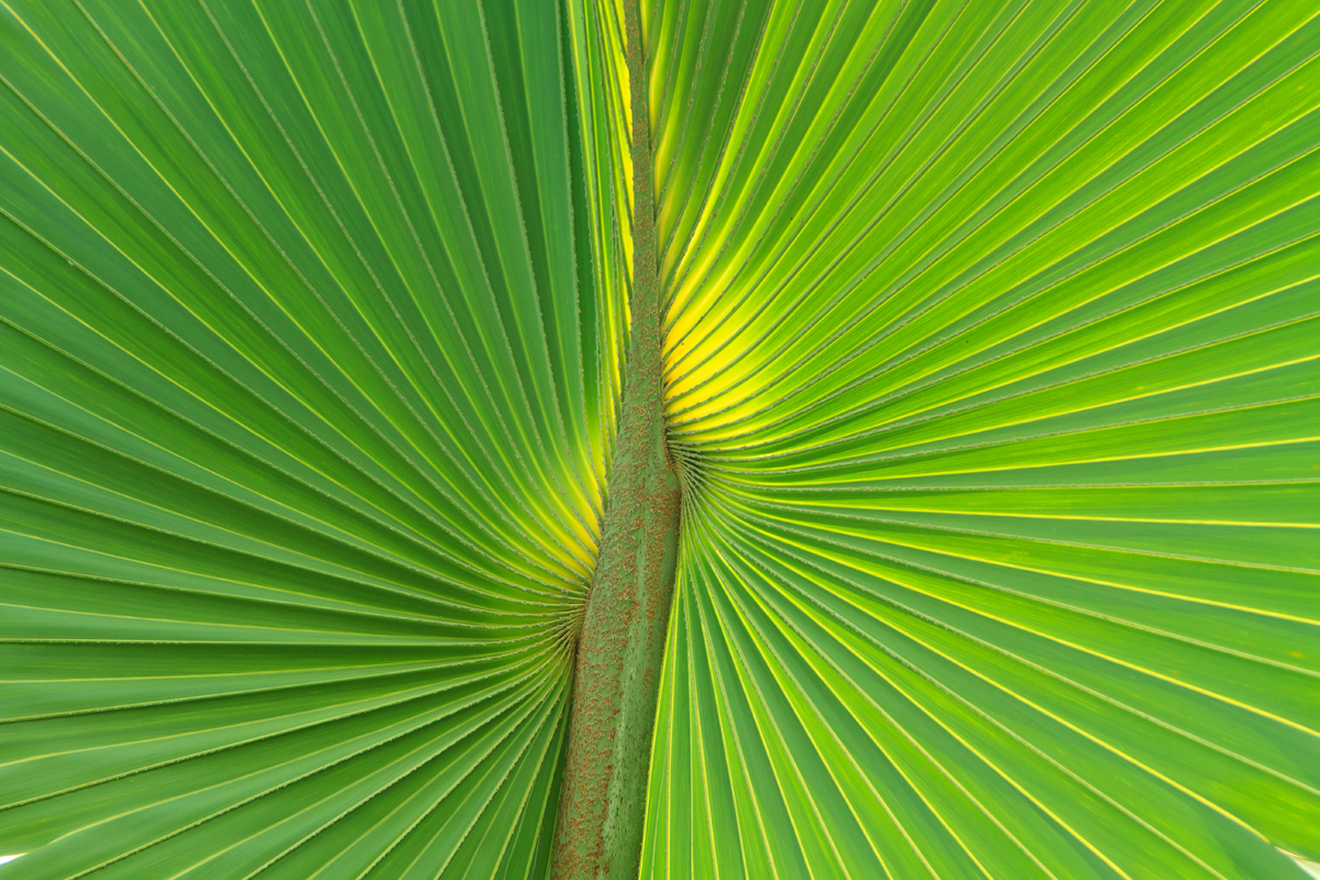 Palm Fronds 101