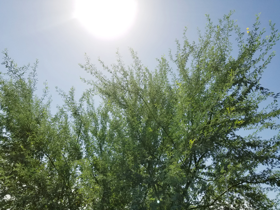 Arizona Shade Trees That Don't Shed