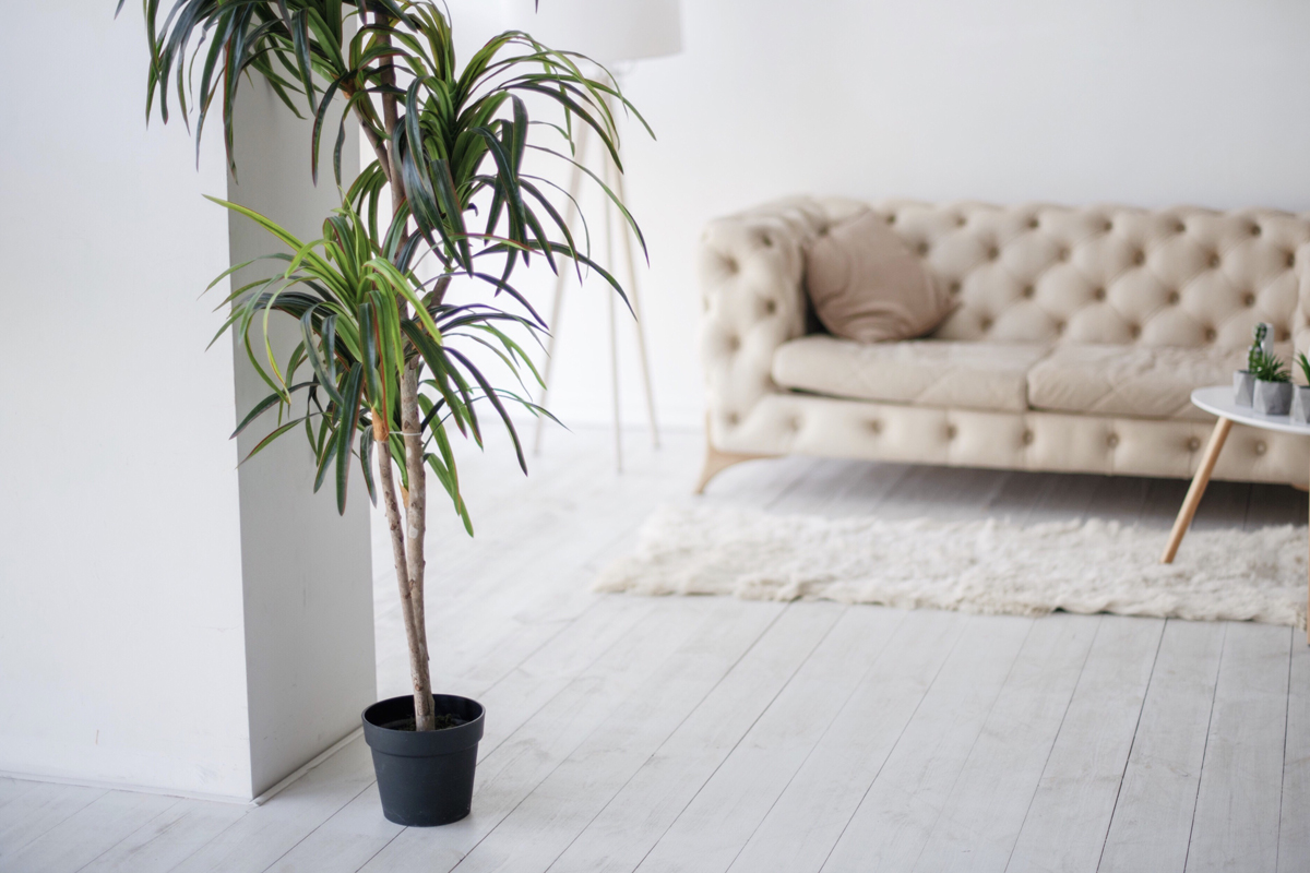 how to take care of palm tree at home