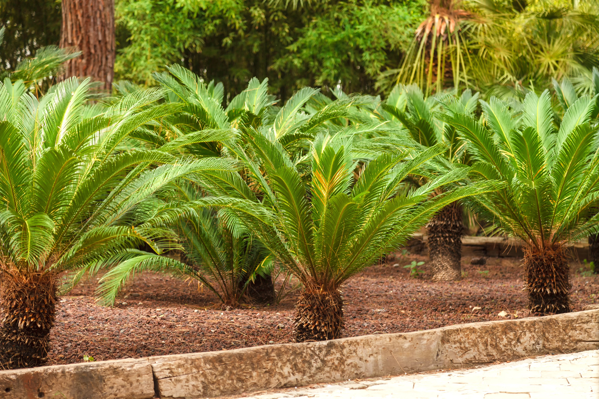 Why Is My Sago Palm Turning Yellow