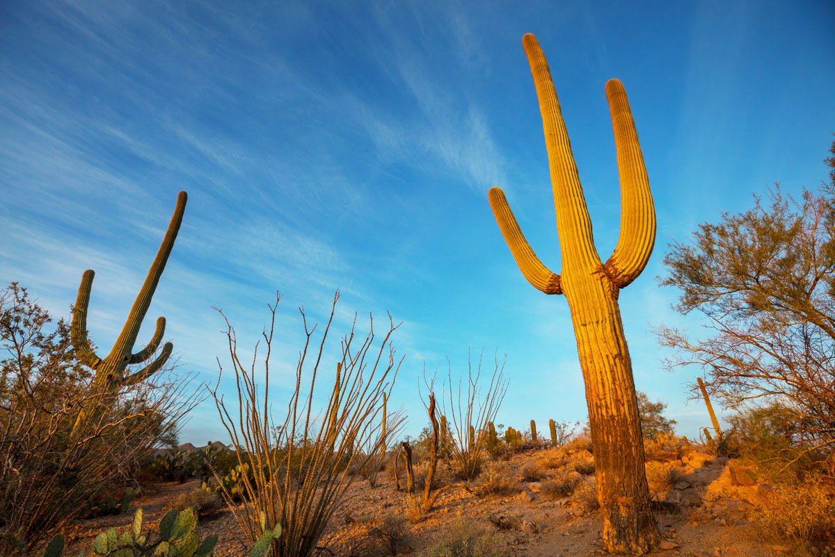 Cactus Turning Yellow - Hayward Tree Service