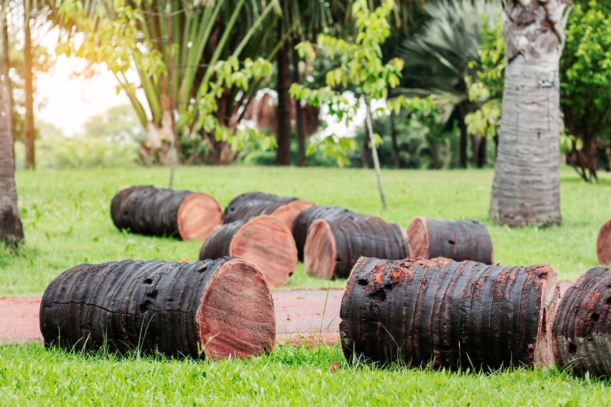 How To Cut Down A Palm Tree