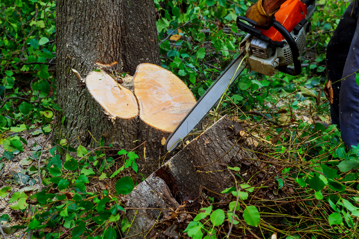 How To Cut A Leaning Tree