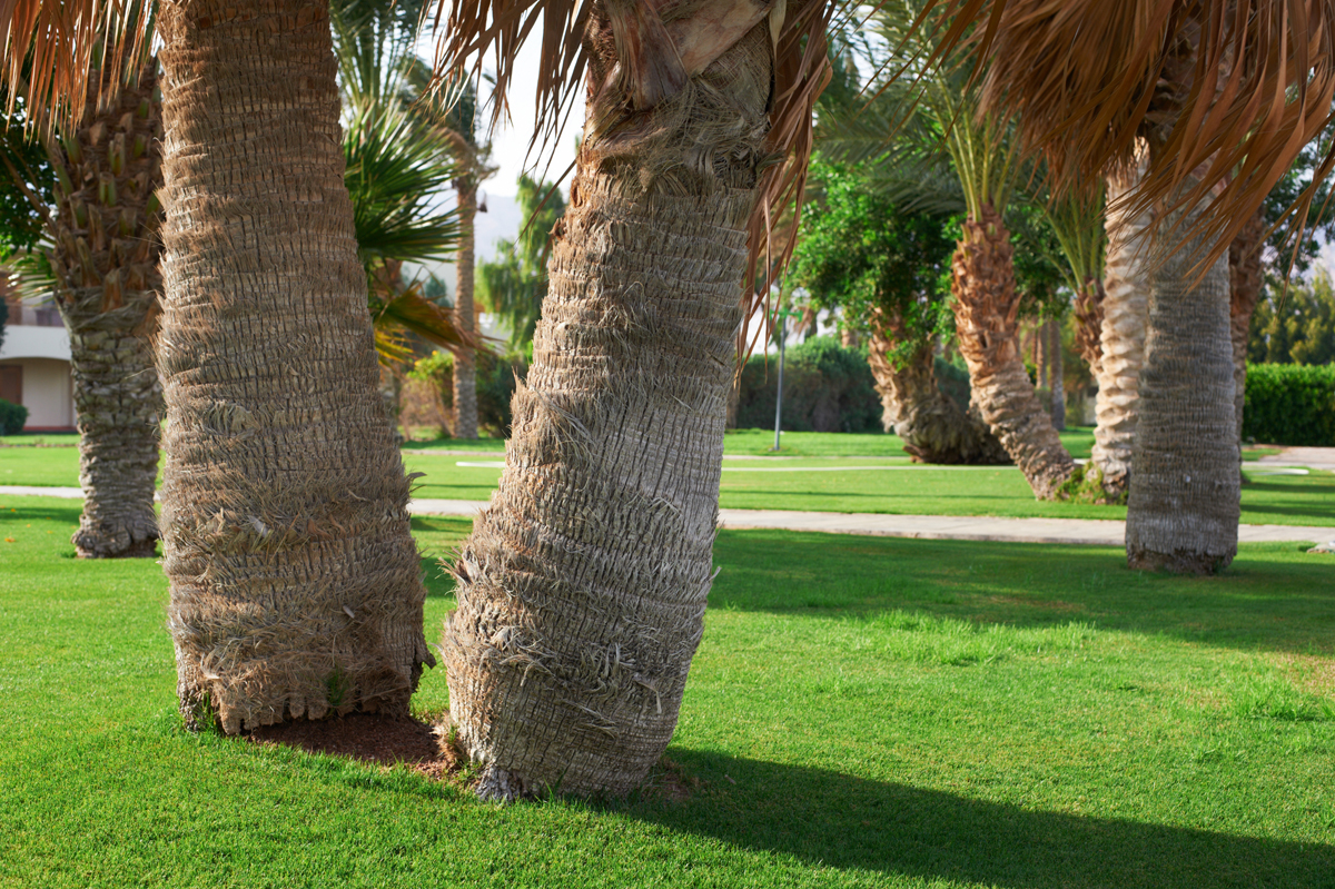 Palm Tree Skinning