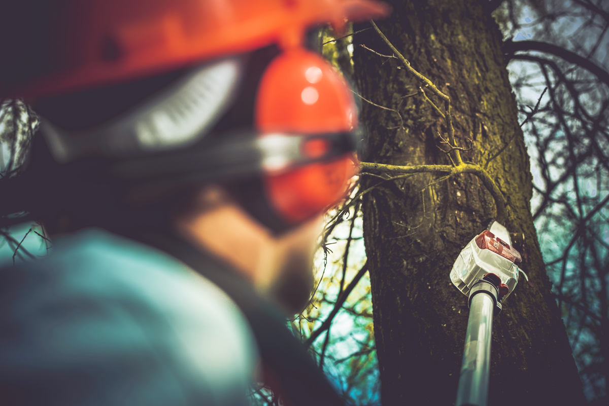 Cheapest Time Of Year For Tree Removal