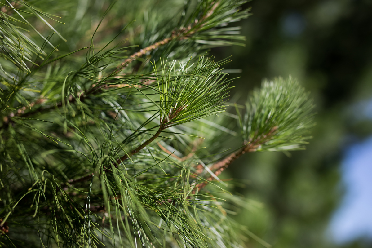 How To Cut Down A Pine Tree