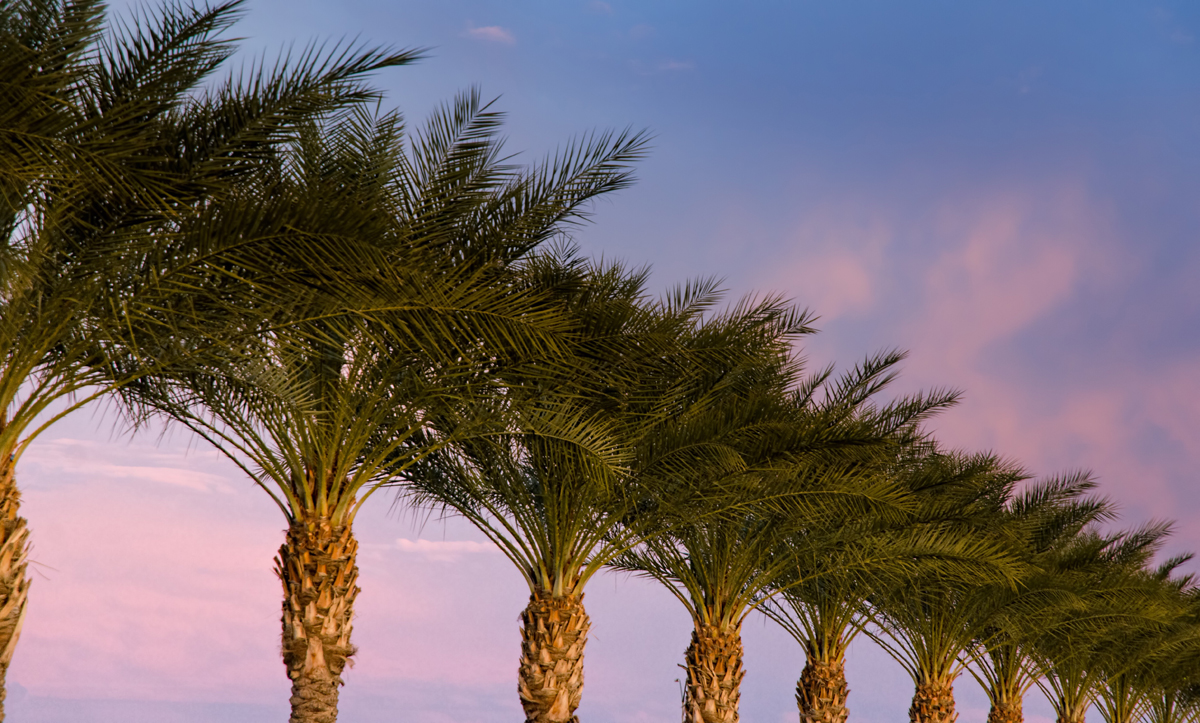 Types Of Palm Trees Arizona