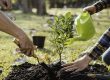 How Soon After Stump Grinding Can You Plant