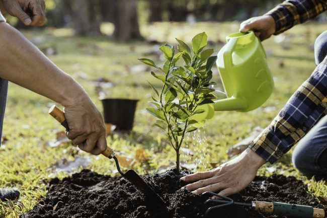 How Soon After Stump Grinding Can You Plant How Soon After Stump Grinding Can You Plant