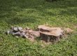 How Long Does It Take To Grind A Stump