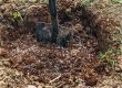 Is Deep Root Fertilization Necessary