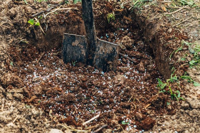 Is Deep Root Fertilization Necessary Is Deep Root Fertilization Necessary