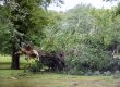 Will Homeowners Insurance Pay For Tree Removal