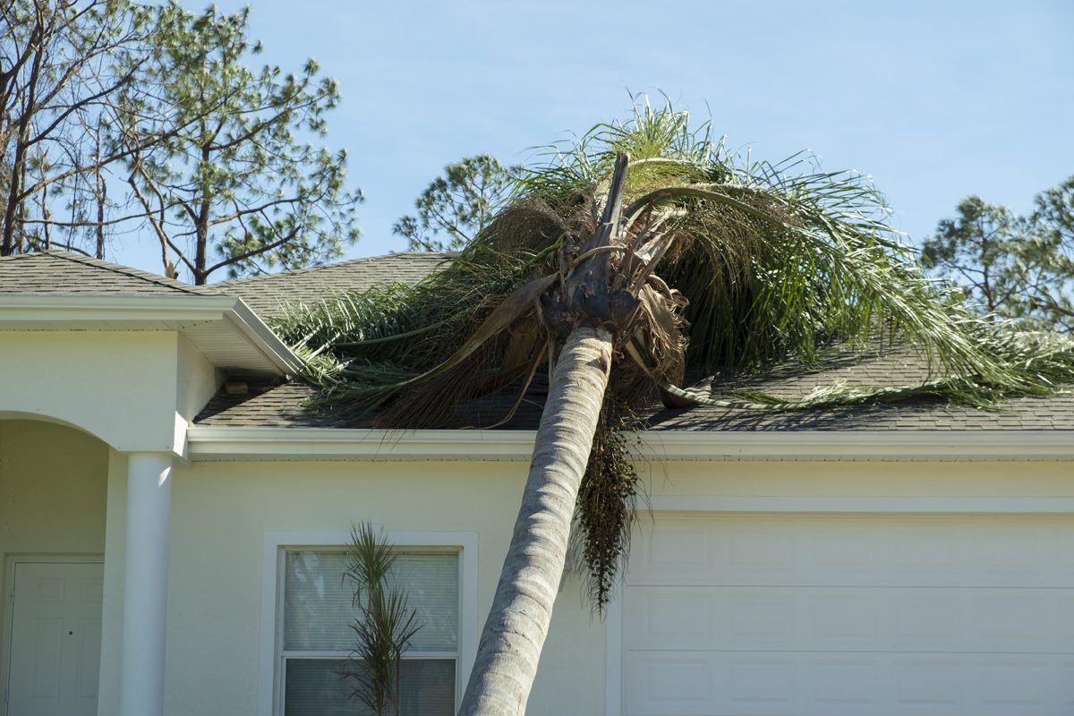 Tree Falls On House