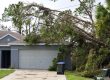 What To Do If A Tree Falls On Your House