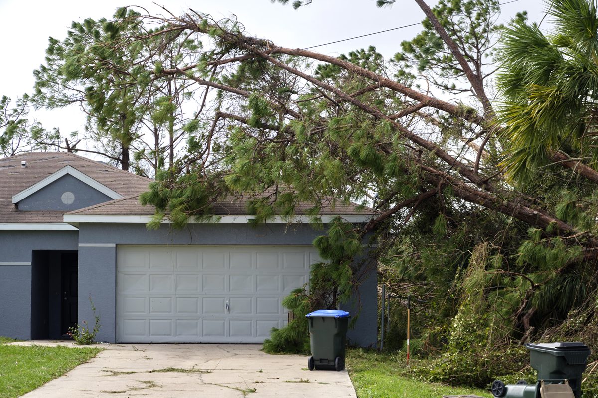 What To Do If A Tree Falls On Your House