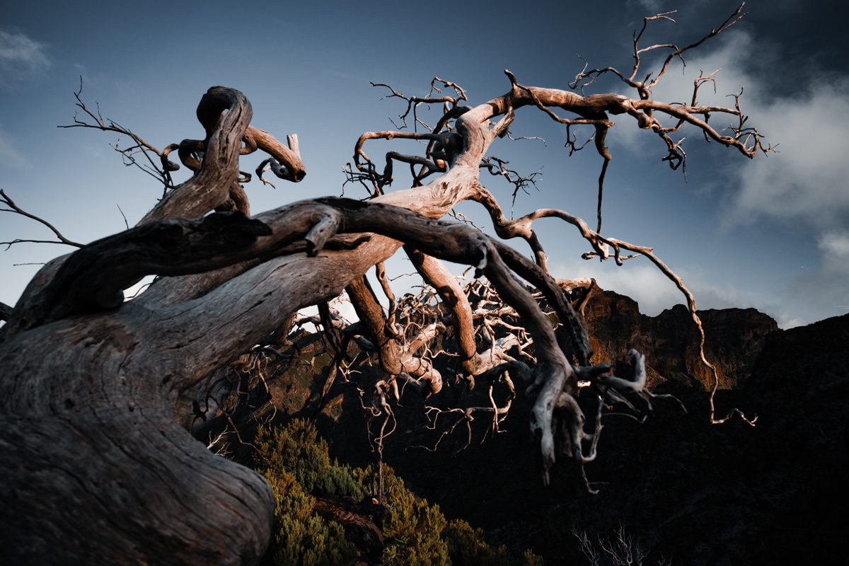 How To Kill A Tree Without Cutting It Down