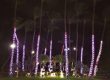 Christmas Lights On A Palm Tree