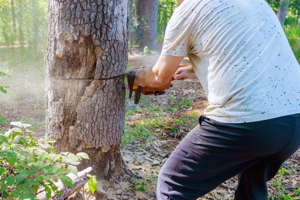 Never Do This When Cutting Down A Tree