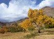 Fast Growing Trees In Arizona