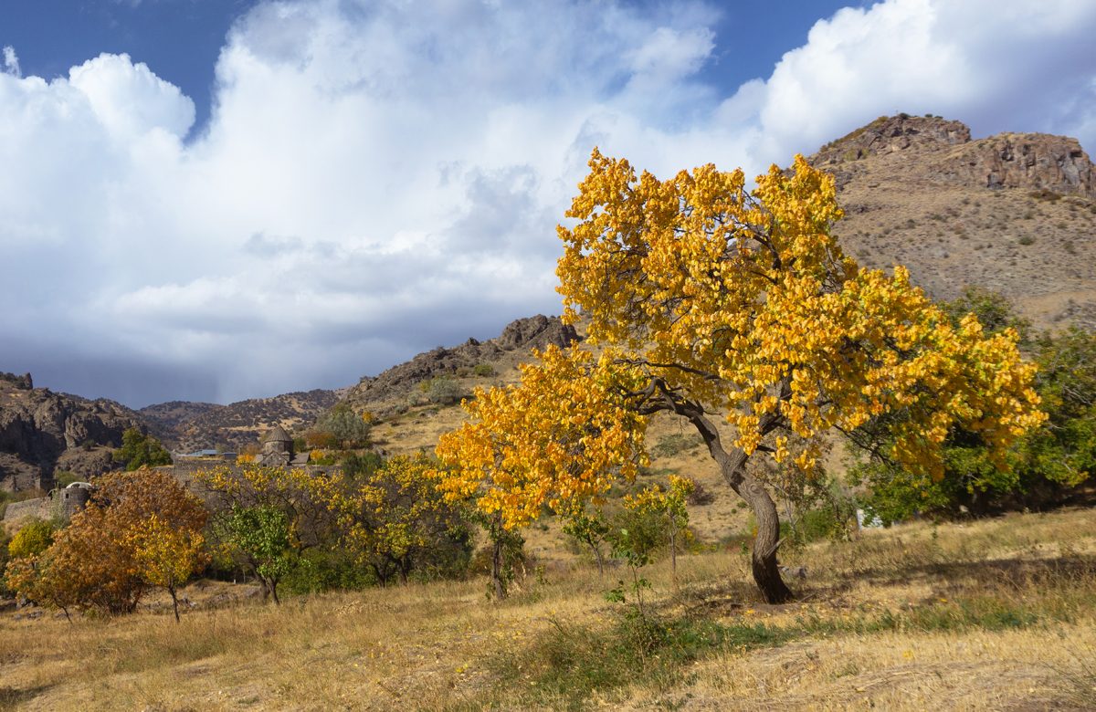 Fast Growing Trees In Arizona