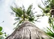 How To Trim A Palm Tree Trunk