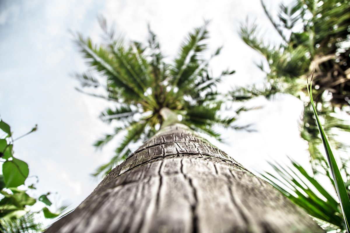 How To Trim A Palm Tree Trunk