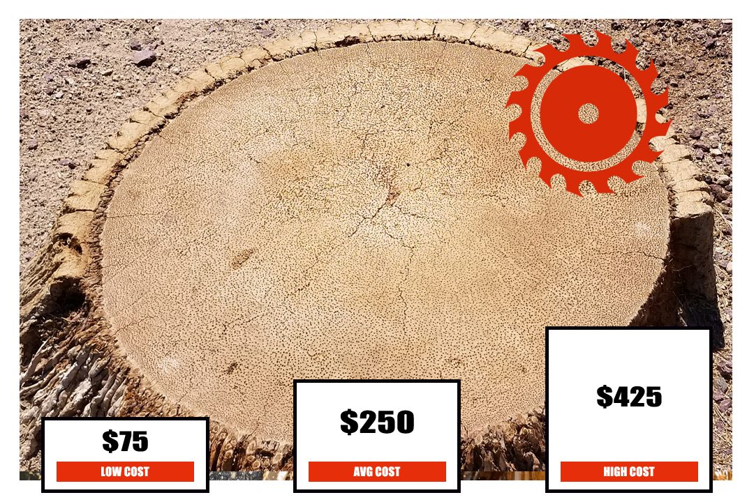 Cost Of Palm Tree Stump Removal
