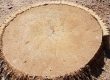 Palm Tree Stump Removal Cost
