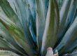 Best Shrubs For Arizona Heat