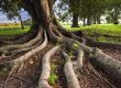 Will Cutting Tree Roots Kill The Tree