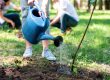 How Often To Water Citrus Trees In Arizona