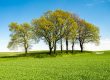 Tree Quotes