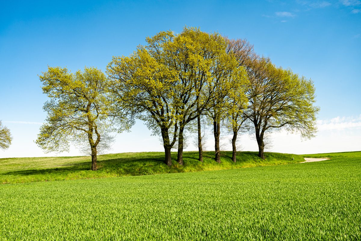 Tree Quotes Tree Quotes